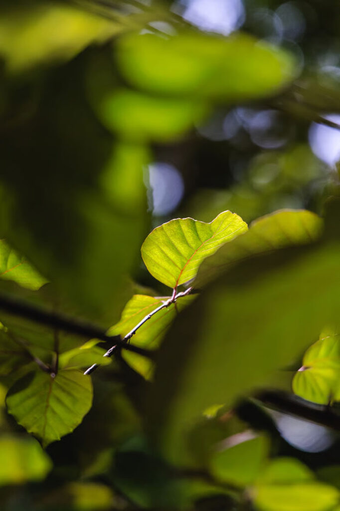 Foto van bladeren met fel zonlicht